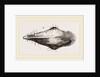 Head of Tupaia Tana by Anonymous