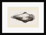 Head of Tupaia Tana by Anonymous