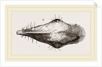Head of Tupaia Tana by Anonymous