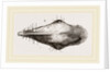 Head of Tupaia Tana by Anonymous