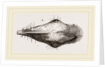 Head of Tupaia Tana by Anonymous