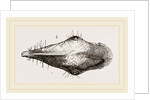 Head of Tupaia Tana by Anonymous