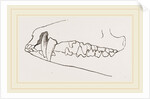 Teeth of Tenrec by Anonymous