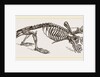 Skeleton of Mole by Anonymous