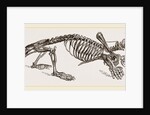 Skeleton of Mole by Anonymous