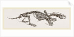 Skeleton of Mole by Anonymous
