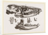 Skull and Teeth of Solenodon by Anonymous