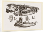 Skull and Teeth of Solenodon by Anonymous