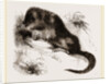 Star-nosed Mole by Anonymous