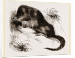 Star-nosed Mole by Anonymous