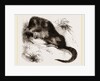 Star-nosed Mole by Anonymous