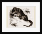 Star-nosed Mole by Anonymous
