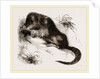 Star-nosed Mole by Anonymous