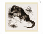Star-nosed Mole by Anonymous