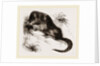 Star-nosed Mole by Anonymous