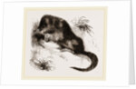 Star-nosed Mole by Anonymous