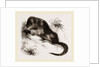 Star-nosed Mole by Anonymous