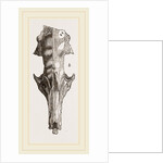 Skull of Solenodon by Anonymous