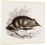 Cape Elephant-Shrew by Anonymous