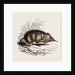 Cape Elephant-Shrew by Anonymous