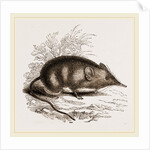 Cape Elephant-Shrew by Anonymous