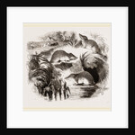 British Shrews by Anonymous