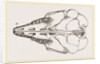 Skull of Cape Elephant-Shrew by Anonymous