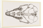 Skull of Cape Elephant-Shrew by Anonymous
