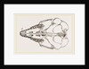 Skull of Cape Elephant-Shrew by Anonymous