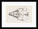 Skull of Cape Elephant-Shrew by Anonymous