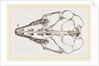 Skull of Cape Elephant-Shrew by Anonymous