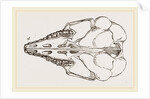 Skull of Cape Elephant-Shrew by Anonymous