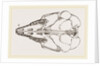 Skull of Cape Elephant-Shrew by Anonymous