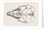 Skull of Cape Elephant-Shrew by Anonymous