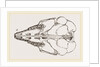 Skull of Cape Elephant-Shrew by Anonymous