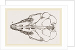 Skull of Cape Elephant-Shrew by Anonymous