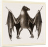 Amboyna Pteropus by Anonymous