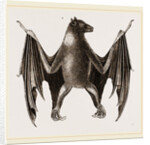 Amboyna Pteropus by Anonymous