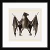 Amboyna Pteropus by Anonymous