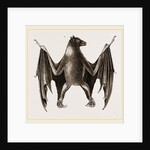 Amboyna Pteropus by Anonymous