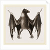 Amboyna Pteropus by Anonymous