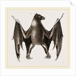 Amboyna Pteropus by Anonymous