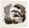 Common Shrew by Anonymous