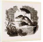 Common Shrew by Anonymous