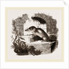 Common Shrew by Anonymous