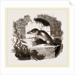Common Shrew by Anonymous