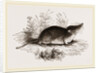 Common Shrew by Anonymous