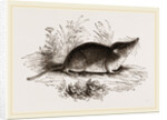 Common Shrew by Anonymous
