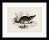 Common Shrew by Anonymous