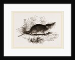 Common Shrew by Anonymous